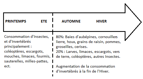 Alimentation de la Grive mauvis en fonction des saisons, Manon Bonvarlet